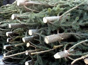 Лесники следят за заготовкой новогодних елей в Хакасии