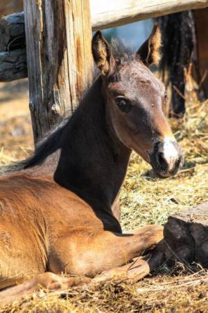 Сальмонеллёз лошадей выявили на Абаканском ипподроме
