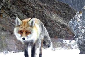 Рыжая соседка поселилась рядом с кордоном в Саяно-Шушенском заповеднике