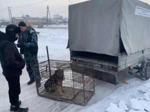 В Черногорске стало больше бродячих собак