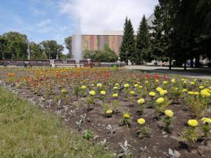 Десятки тысяч цветов украсят Абакан этим летом