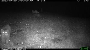 Манул попал в фотоловушку в заповеднике «Хакасский»