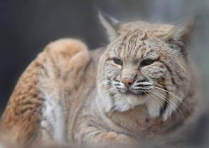 Абаканский зоопарк переходит на летний режим работы