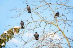 Тепло, но ветрено будет завтра в Хакасии