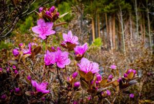 Первые кусты багульника расцвели в Хакасии