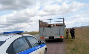 11 коров без документов ехали из Усть-Абаканского района в Боградский