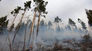 45 лесных пожаров потушили за год в Хакасии