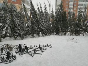 Абаканцы могут дать новогодним ёлкам вторую жизнь
