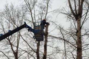 Улицу Вяткина снова перекрыли для санитарной обрезки деревьев