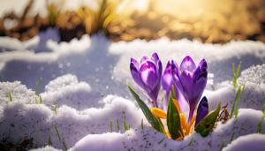 Тепло до 12 градусов ожидается завтра в Хакасии