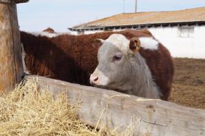 Все необходимые выплаты за отчужденное поголовье поступили на счета фермеров Хакасии