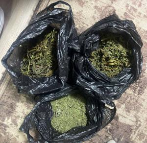 Черногорец, собравший на своём приусадебном участке почти килограмм конопли, предстанет перед судом