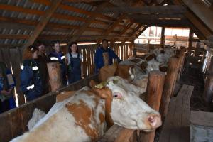 В Усть-Таштыпе отменен карантин по узелковому дерматиту, действующих очагов в республике нет