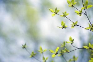 9 мая в Хакасии будет тепло