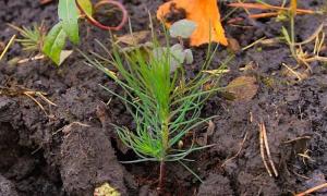 В Хакасии начался лесокультурный сезон