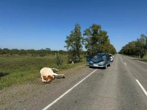 В Усть-Абаканском районе наезд на корову привел к травмированию пассажира