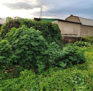 Наркополицейские Саяногорска изъяли у местного жителя "разнотравье"