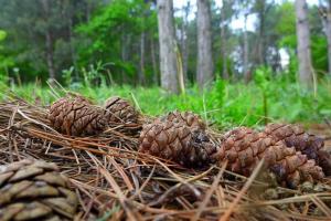 Житель Хакасии за сбор кедрового ореха заплатил больше 100 тысяч рублей