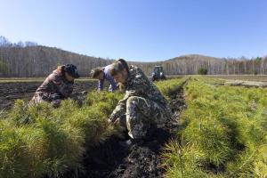 Сосны посадят в Черногорске в рамках Всероссийской акции «Сохраним лес»