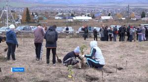 В парке Боевой Славы с.Таштып высаживают сосны и плодовые деревья