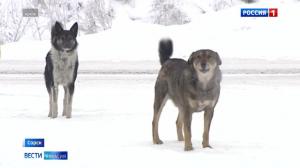 В Сорске бездомные собаки напали на ребенка