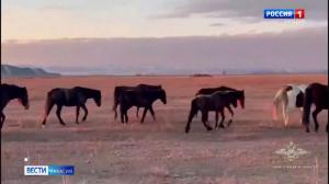 В Таштыпском районе завершили расследование уголовного дела о конокрадстве