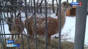 Жителям Хакасии предлагают взять под опеку животных в зоопарке