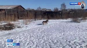 В Шира собаки покусали девочку, она в больнице
