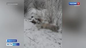 В окрестностях Черногорска нашли 11 убитых собак
