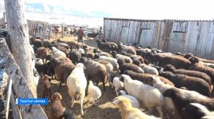 В Таштыпском районе идет биркование домашних животных