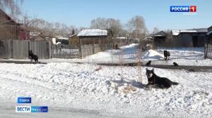 В Сорске бездомная собака укусила ребенка