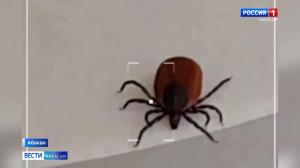 В Хакасии проснулись клещи