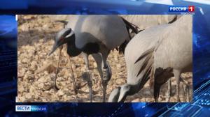 Журавль из Хакасии провел зиму в Индии 