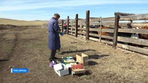 Ветеринары Хакасии приступили к весенней обработке скота