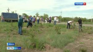 Вдоль Аскизского тракта в Абакане садят сосны