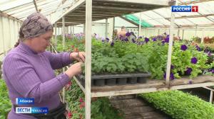 Рассада в теплицах готова к высадке