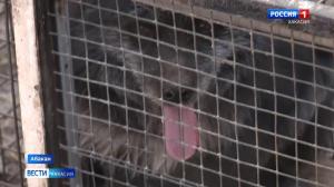 Отловщики собак обратились к экспертам Верховного Совета за помощью