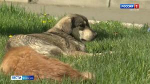 Пенсионерка из Черногорска получила компенсацию после нападения собак