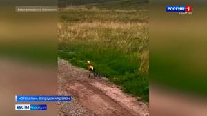 Семейная идилия от заповедника "Хакасский"