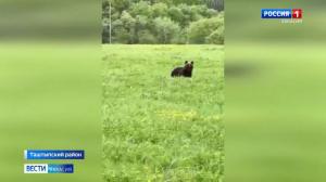 Недалеко от Таштыпа был замечен медведь