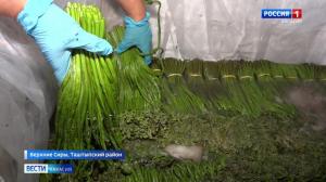 В Хакасии собирают папоротник