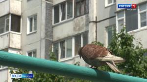 Пенсионерку из Саяногорска без единственного жилья оставил племянник 