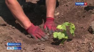 В Хакасии будут выращивать виноград в промышленных масштабах