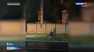 В Абакане молодежь намеренно сломала сосну