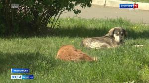 Штраф за нападение собаки на ребенка выплатит хозяин животного