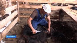 В хозяйствах Хакасии идёт стрижка овец