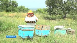 Азых чоохтазыг. Пчеловод Саражаков