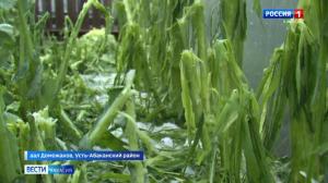 В Доможаково градом уничтожило посадки в огородах