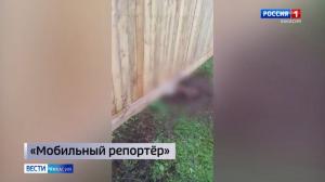 «Мобильный репортёр»: бродячие собаки загрызли телёнка