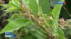 В Хакасии карантин по повилике